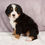 Thumbnail: Ellie Bernese Mt. Dog