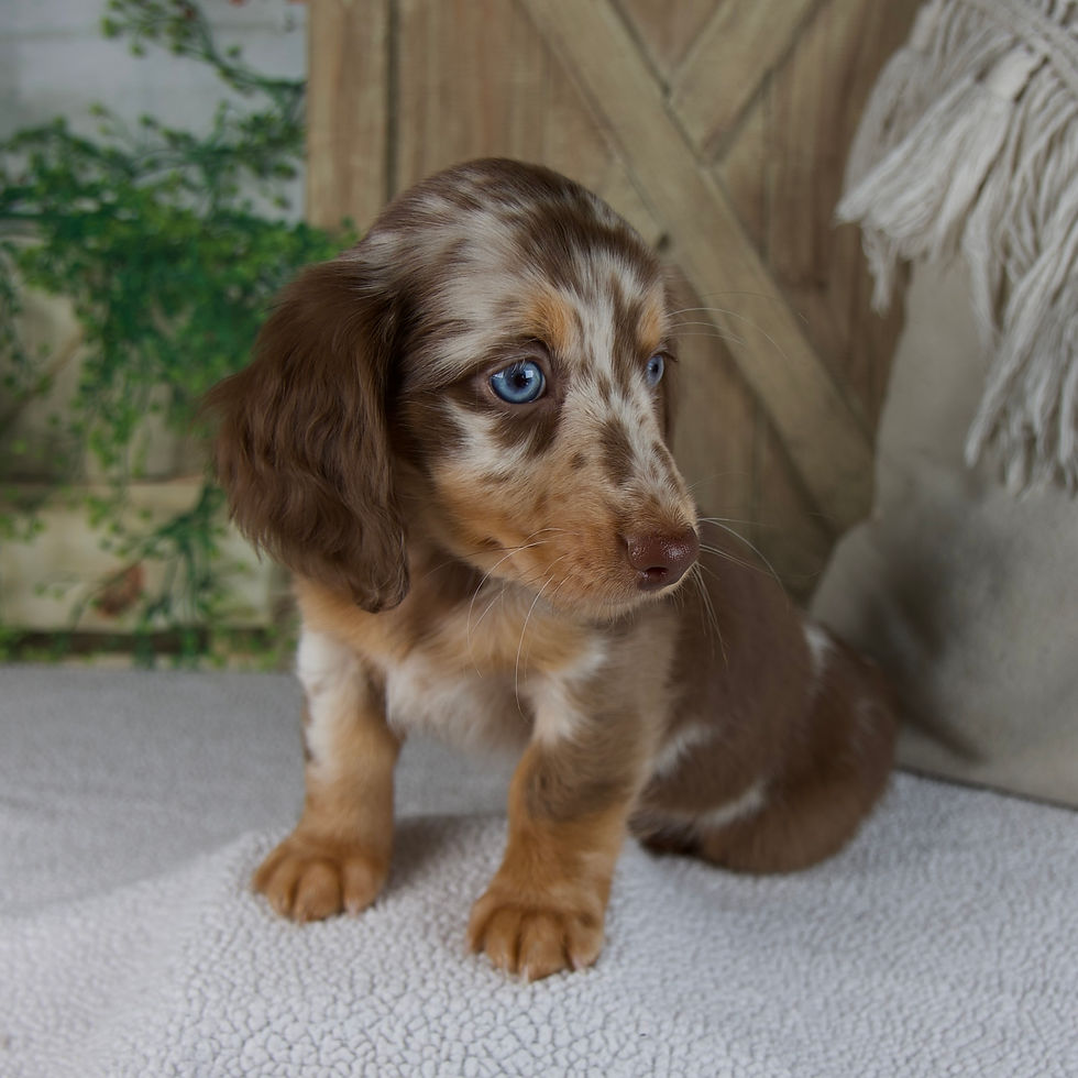 Thumbnail: Bella Miniature Dachshund