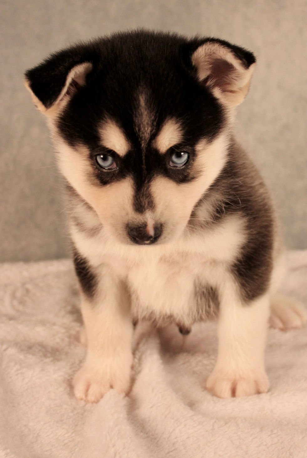 Thumbnail: pomsky