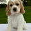 Thumbnail: Daisy