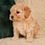 Thumbnail: Cavapoo