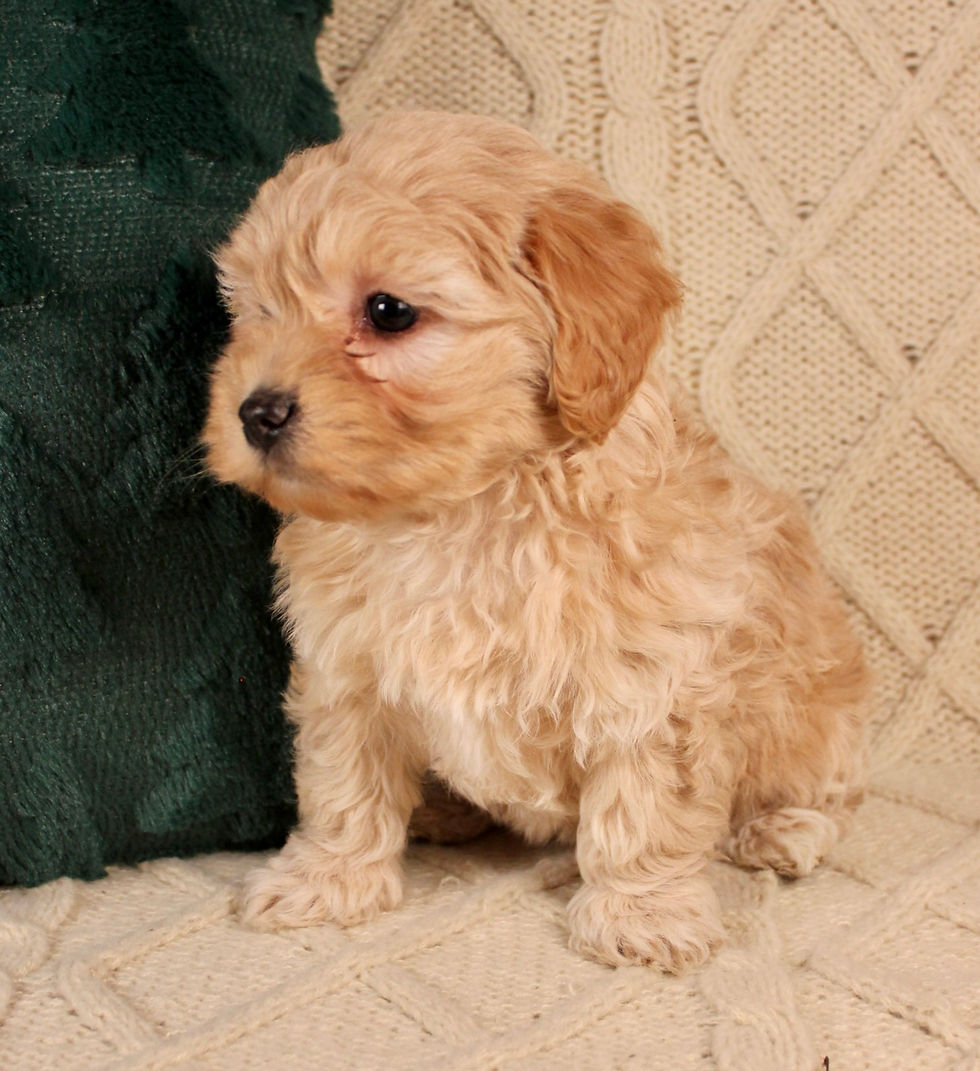 Cavapoo