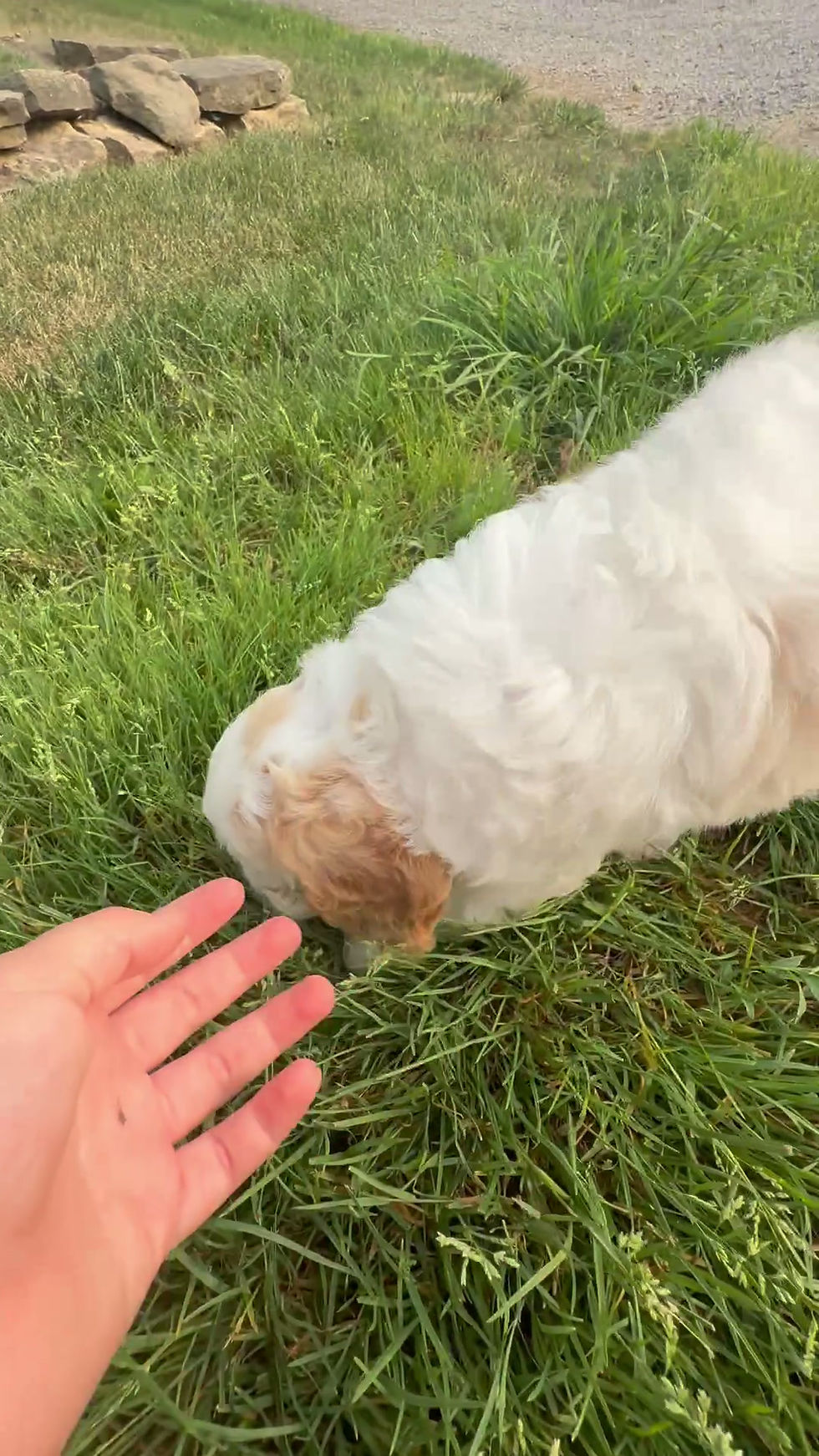 Thumbnail: Daphne Cavapoo