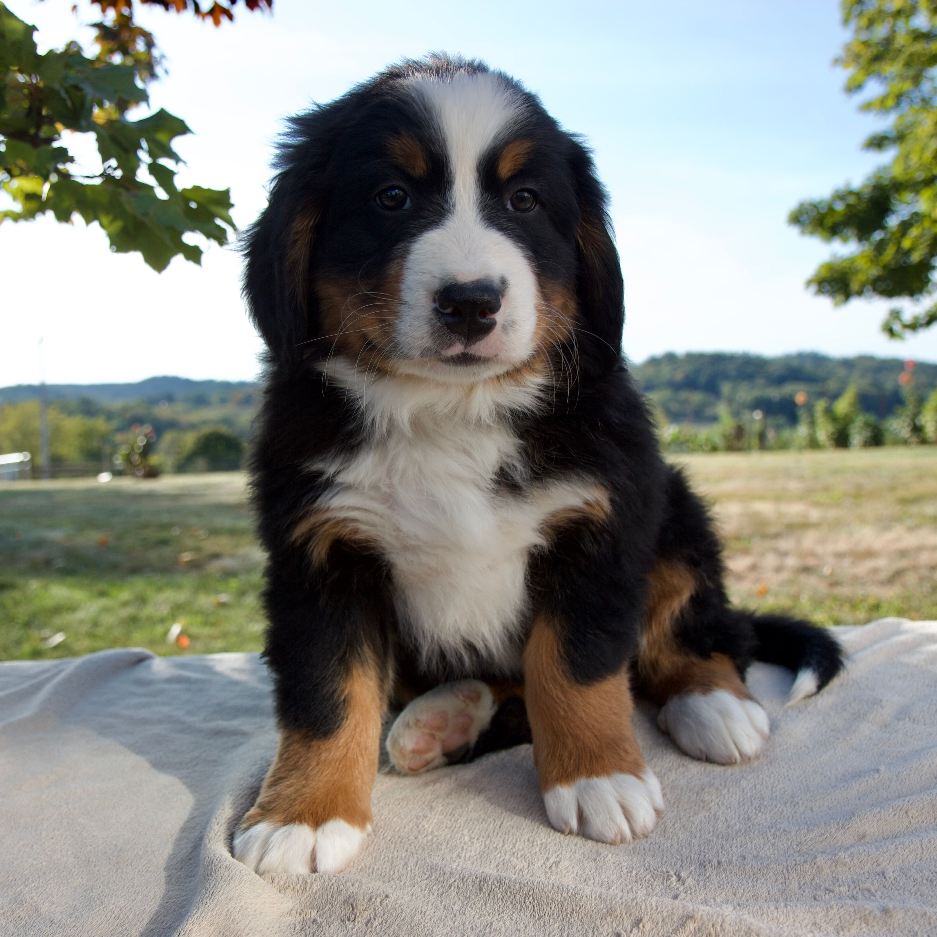 Ace Bernese Mt Dog