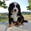 Thumbnail: Ace Bernese Mt Dog