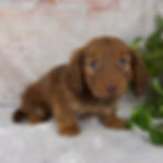 Thumbnail: Otis Miniature Dachshund
