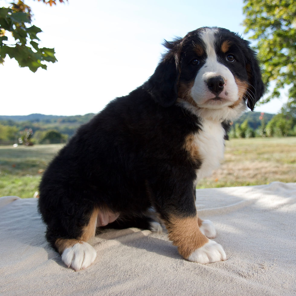 Thumbnail: Annie Bernese Mt Dog