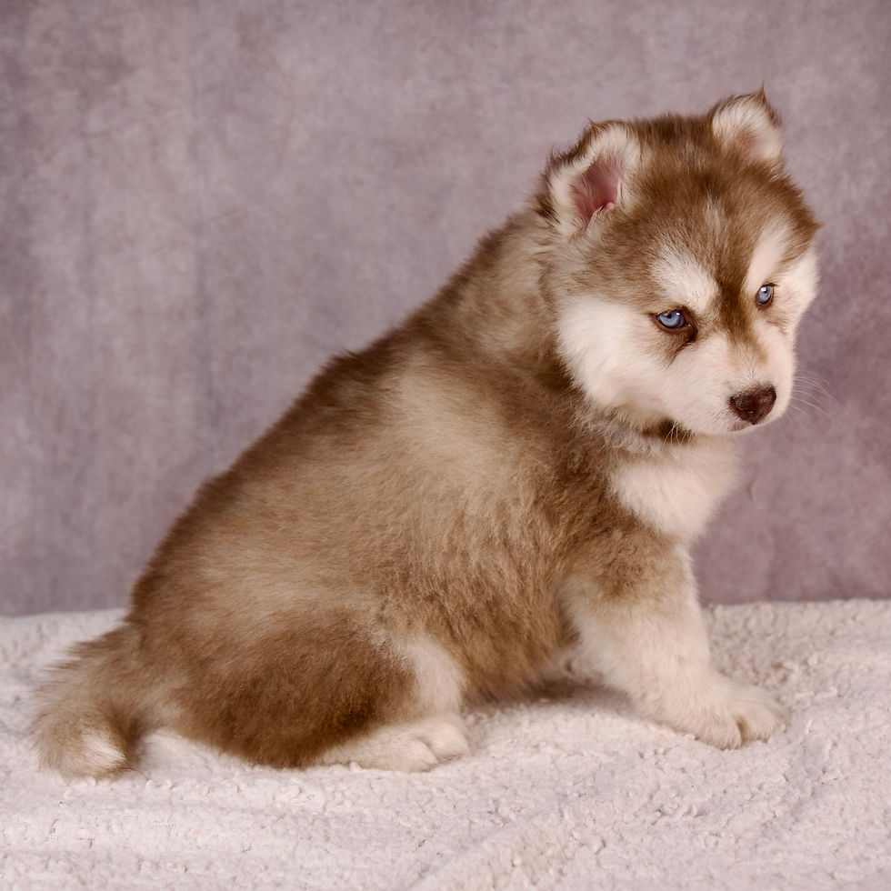 Thumbnail: Pomsky
