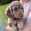 Thumbnail: Lexi Dachshund