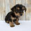 Thumbnail: Kenny Morkie