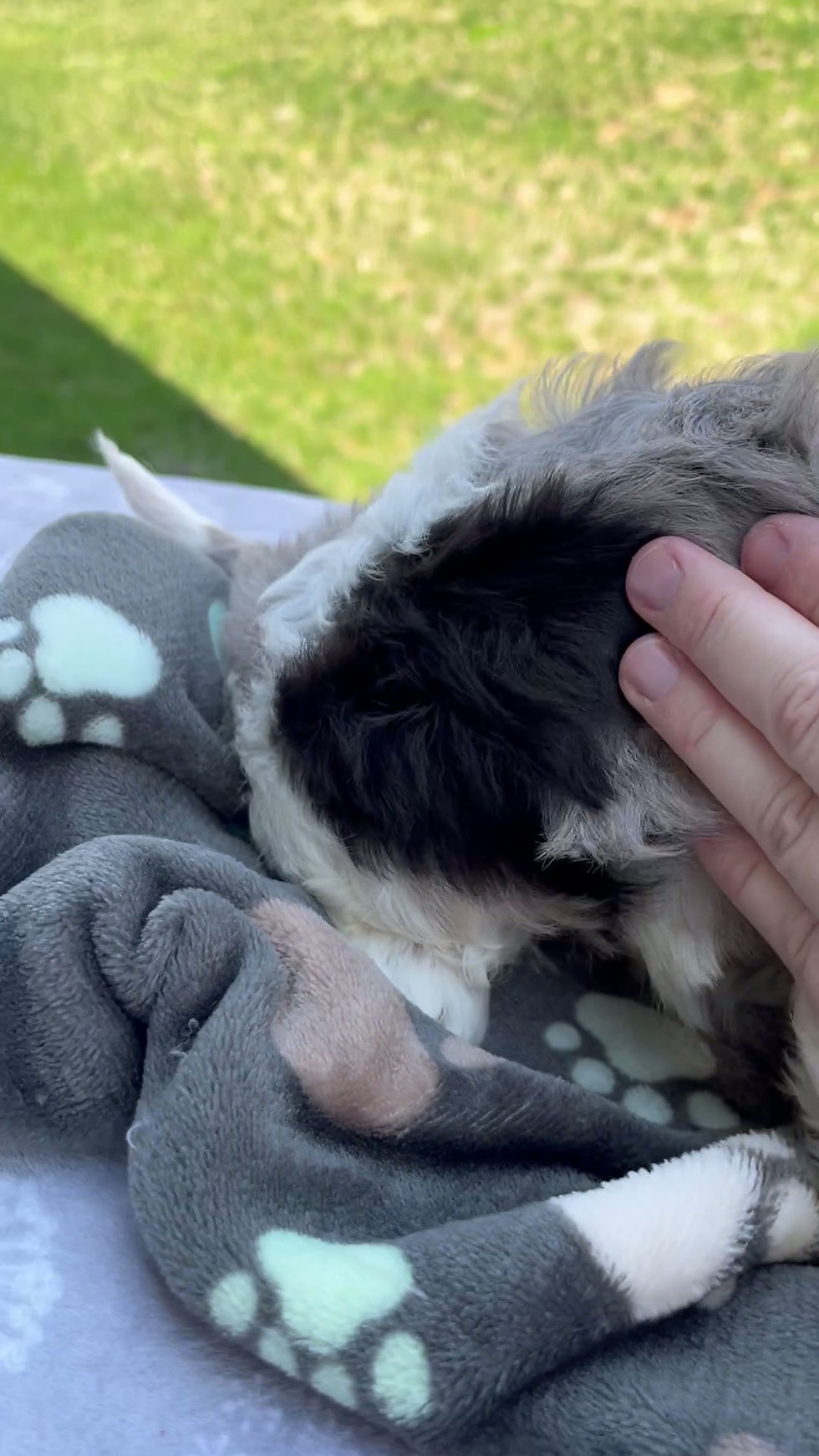 Thumbnail: Bliss Cavapoo