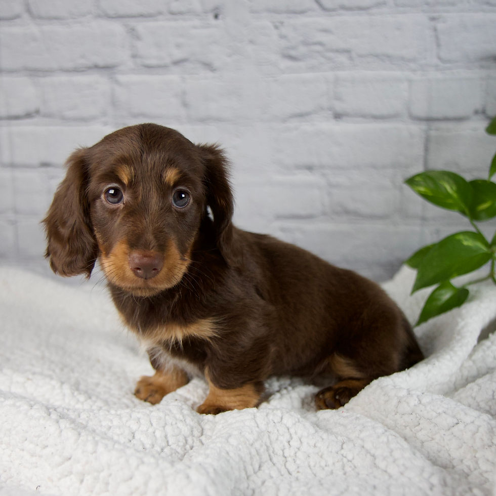 Thumbnail: May Miniature Dachshund