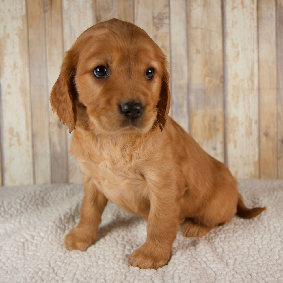 Thumbnail: Everest Mini Golden