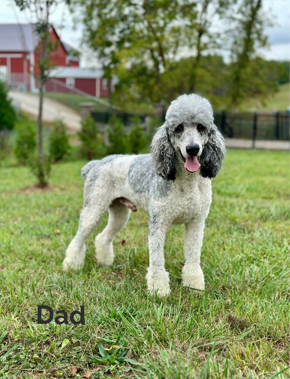 Thumbnail: Marybeth Schnoodle