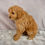 Thumbnail: Skipper Cavapoo