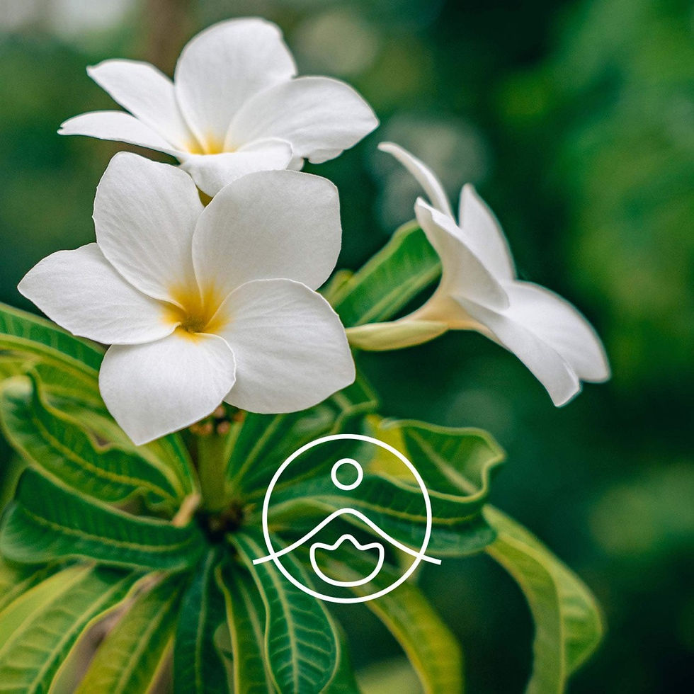 Thumbnail: Florihana Frangipani Absolute Essential Oil