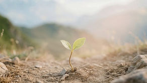 Pequena planta crescendo, mostrando como confiar em Deus no silêncio.