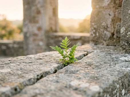 Planta crescendo entre as ruínas iluminada pelo sol, ilustrando como superar momentos difíceis.
