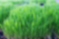 Wheatgrass Hard Red Spring 4 oz