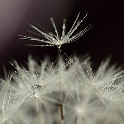 Crystal Parachutes