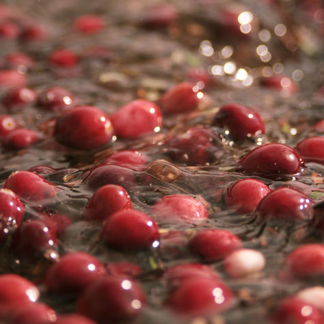 Ultimate Guide to Selecting the Best Cranberry Ingredient for Urinary Tract Health Supplements