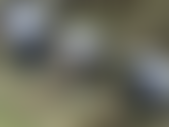 Tonalá se une por el verde: reforestan el Parque Lineal de Loma Dorada