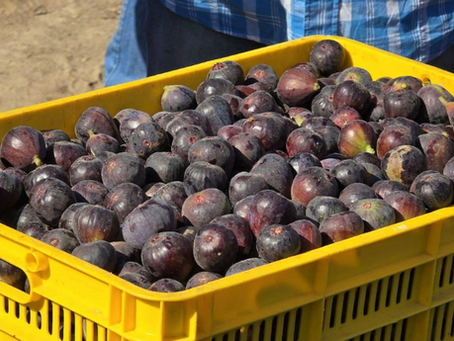 Productores de higo y autoridad municipal fortalecen trabajo conjunto en Santa Anita