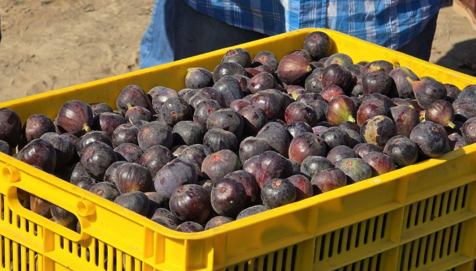 Productores de higo y autoridad municipal fortalecen trabajo conjunto en Santa Anita