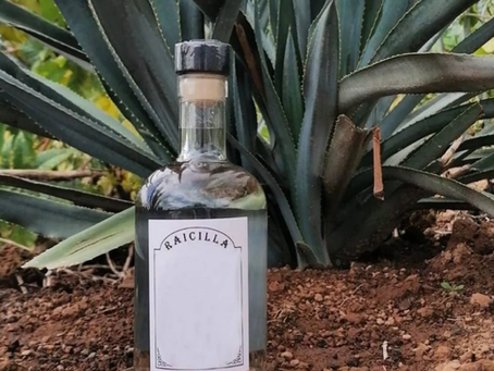 La Raicilla de Mascota y El Tuito: el destilado jalisciense que pasó de secreto rural a estrella global