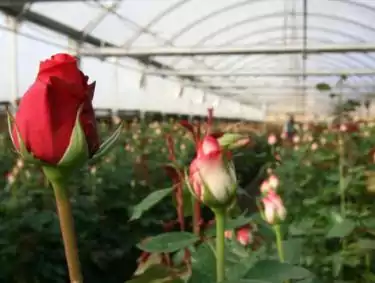 Jalisco florece por regiones: producción ornamental impulsa economía rural y de exportación