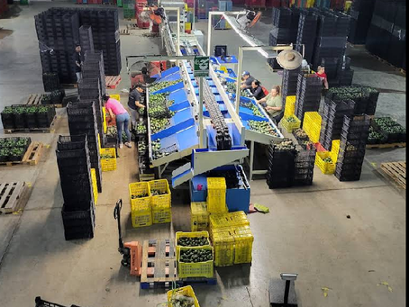 AGLE Avocados by Mexfrutgo: el sur de Jalisco que exporta su sabor al mundo