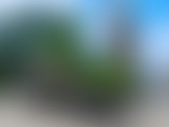 🌳 ¡Guadalajara se sigue poniendo verde, como debe de ser!