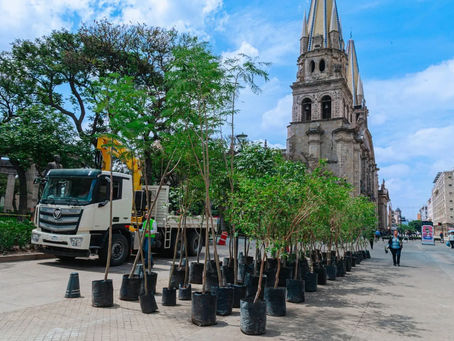 🌳 ¡Guadalajara se sigue poniendo verde, como debe de ser!
