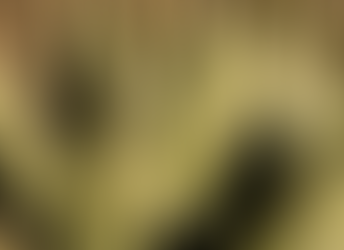 Tipos de agave que se dan en Jalisco