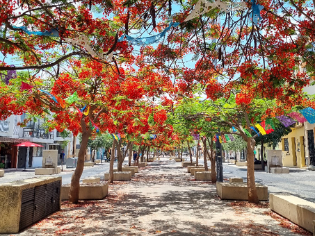 Tabachines en Paseo Alcalde: cuando la ciudad florece en naranja