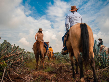 Ruta Valle del Tequila: un viaje entre agaves, tradición y orgullo jalisciense