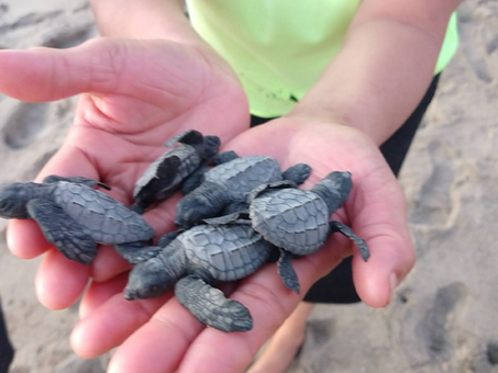 Guardianes del mar: Campamento Tortuguero Majahuas, un plan con causa en la costa de Jalisco