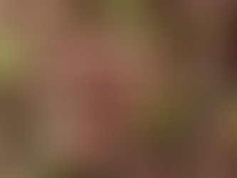 Guamúchiles: el sabor que pinta de rosa el paisaje tapatío