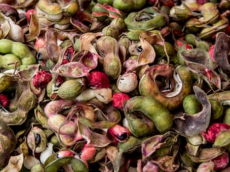 Guamúchiles: el sabor que pinta de rosa el paisaje tapatío