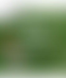 6/16 Corica Park Dine & Drives Event