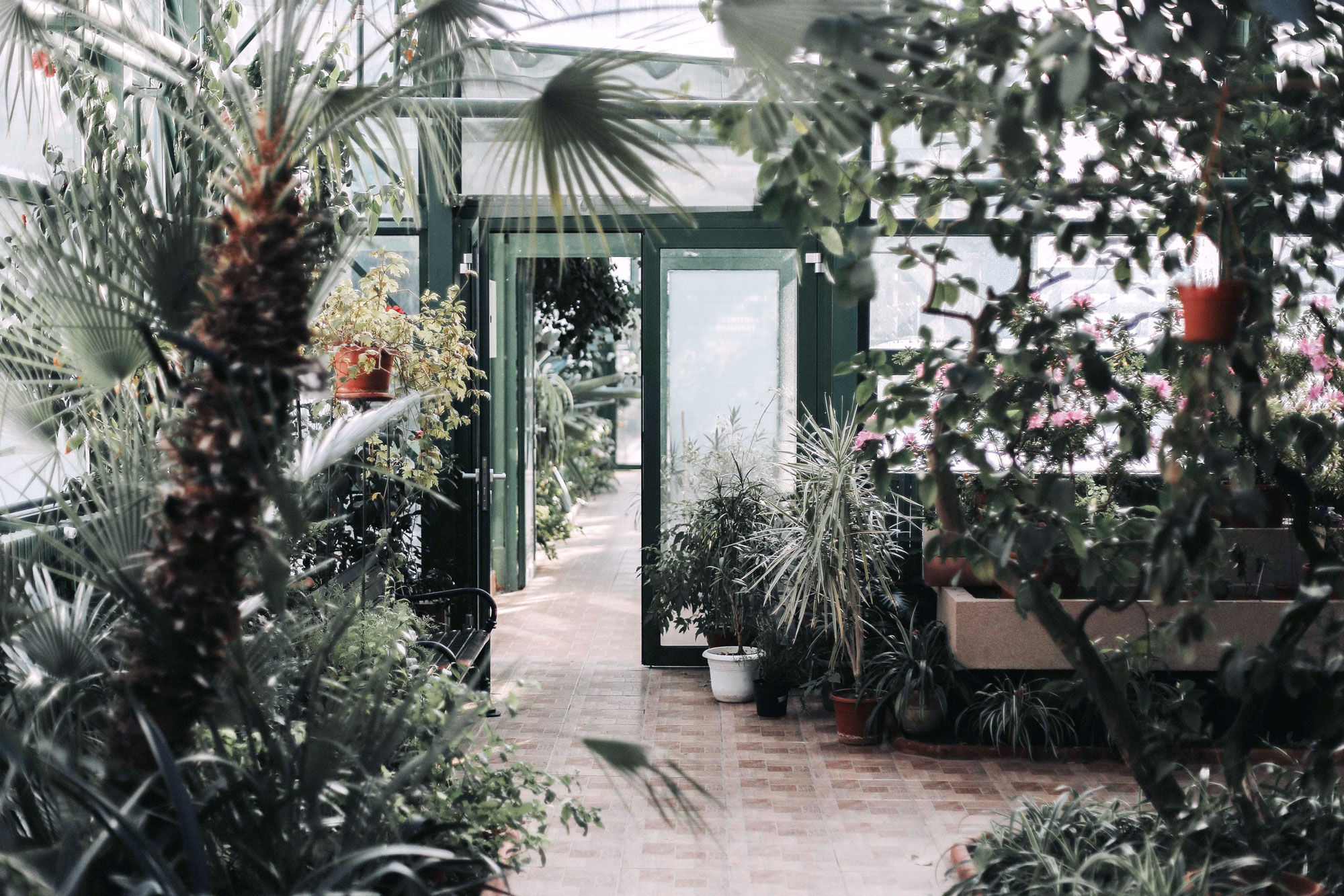 Green House Full Of Plants