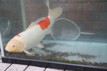 ようやく恋の❓鯉