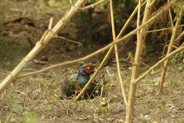 工房の庭で、何と砂浴び
