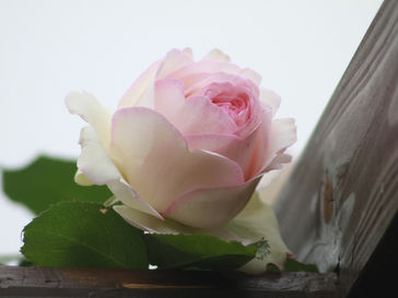 ようやくバラが咲き始めました。