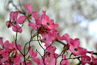 Pink Dogwood Blossoms Against Grey Backdrop
(image #16)
