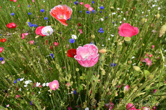 Tall Wildflowers 