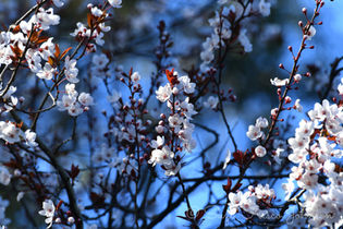White and Maroon Blossoms