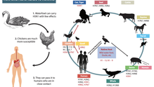 Why New H5N1 Cases Are Raising Pandemic Alarms