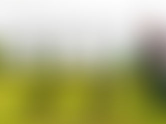 Teaching Your Dog to Stay: Duration, Distance, and Distractions