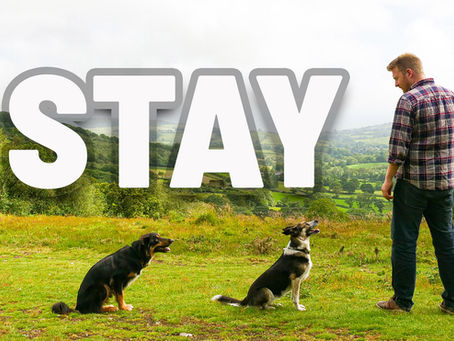 Teaching Your Dog to Stay: Duration, Distance, and Distractions